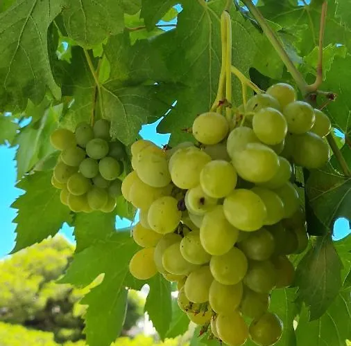 Mlinar - One Bedroom With Seaview Grebaštica